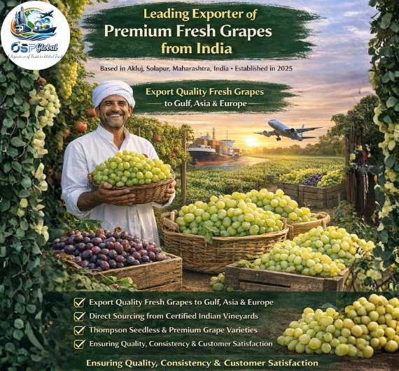 Premium Fresh Grapes Exporter from India - OSP Global 